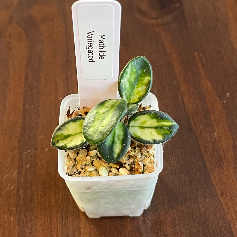 Hoya Mathilde Variegated